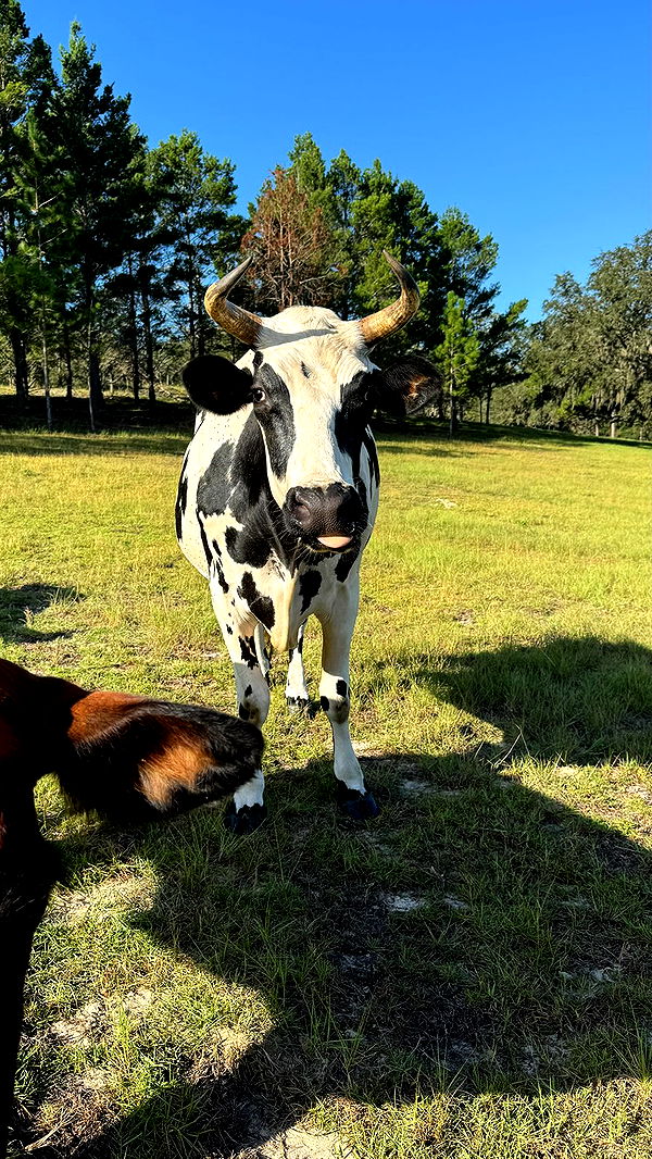 sophieraiin image ~ Altpins