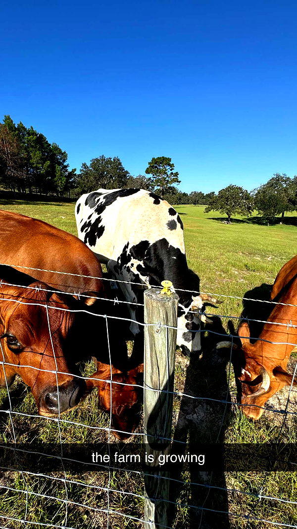 sophieraiin image ~ Altpins