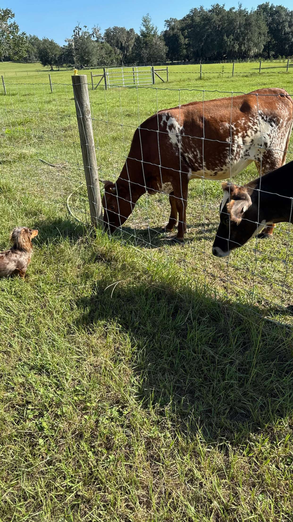 sophieraiin snapchat image archive image