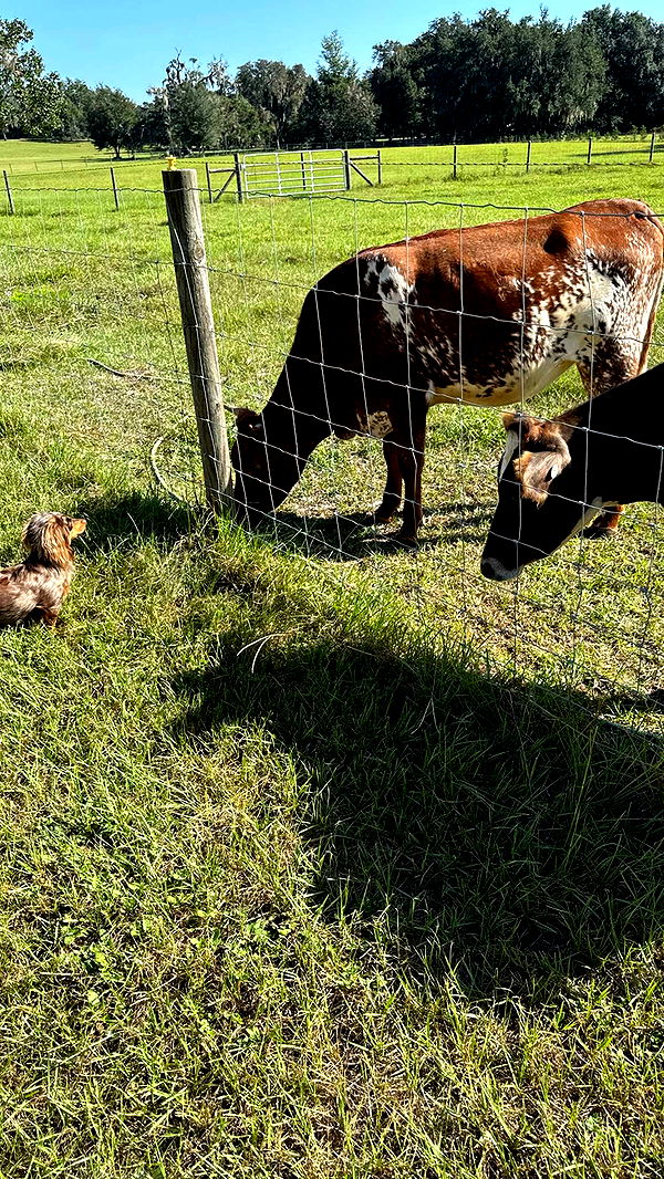 sophieraiin image ~ Altpins