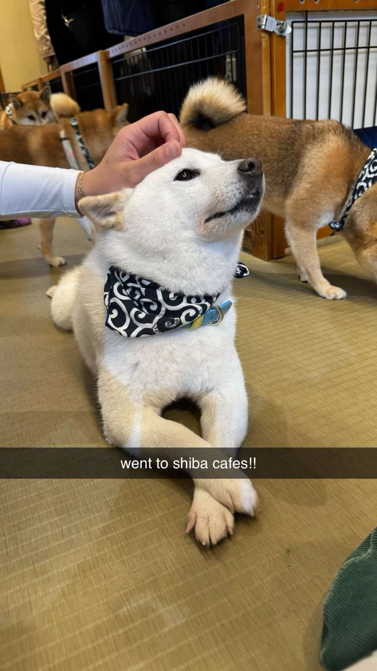 sophieraiin snapchat image archive image