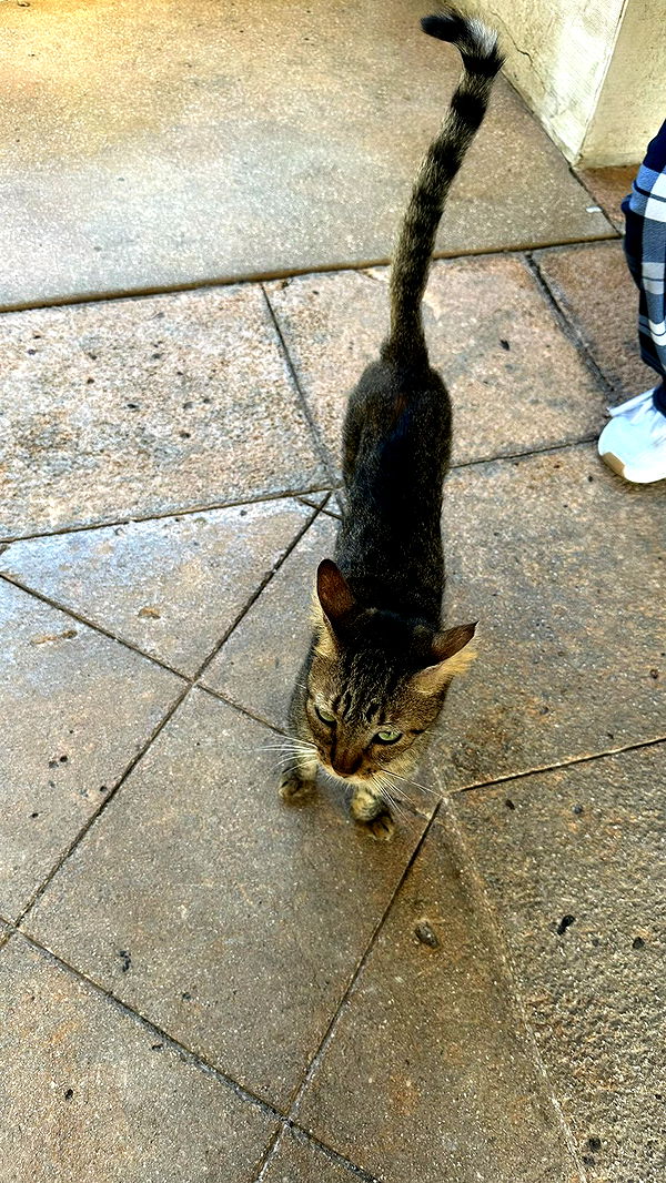 sophieraiin image ~ Altpins