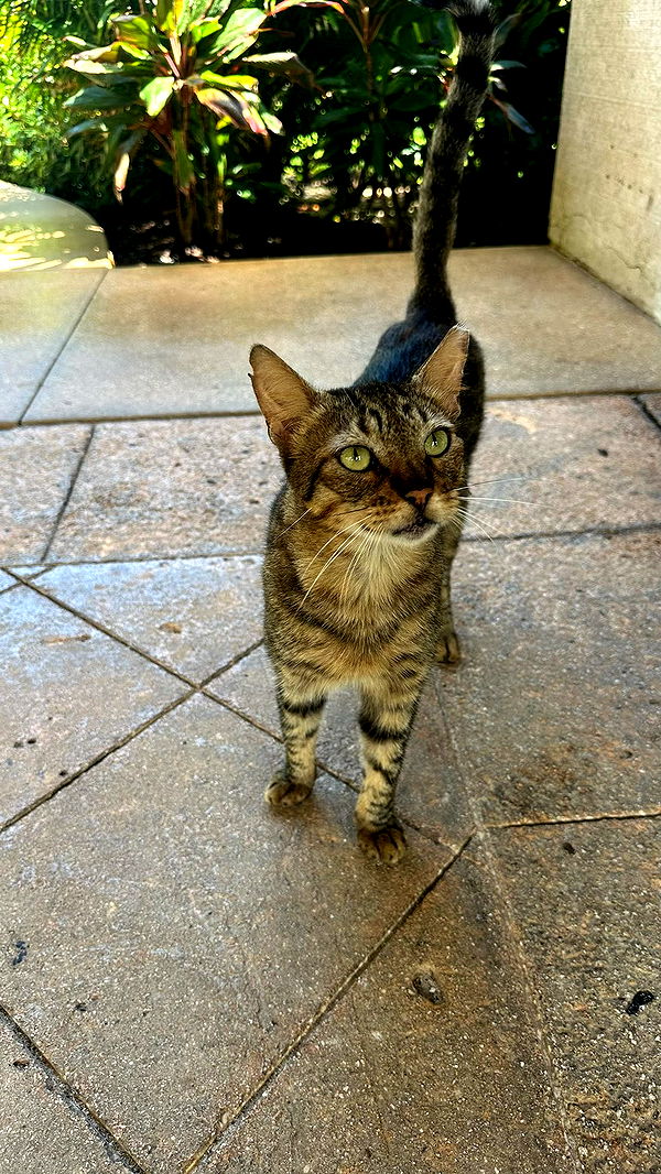 sophieraiin image ~ Altpins