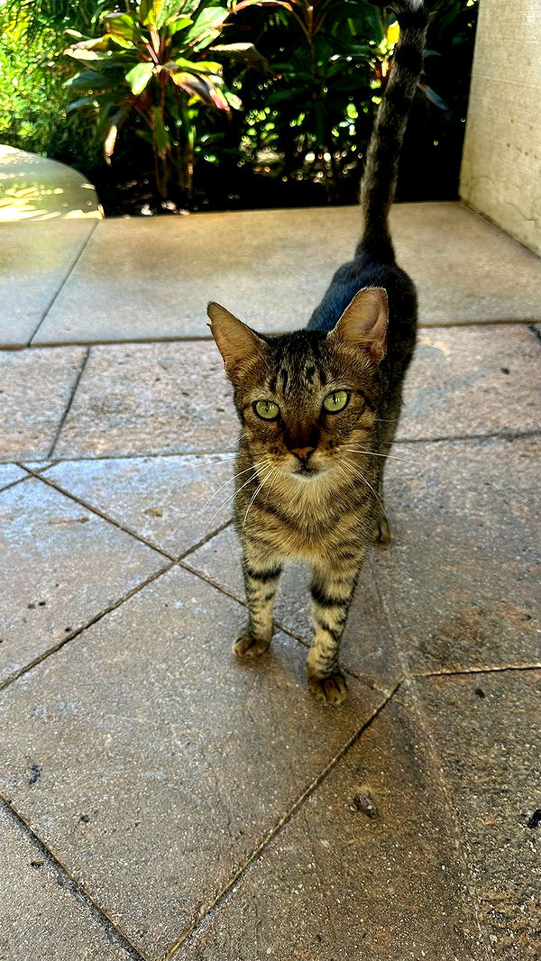 sophieraiin image ~ Altpins