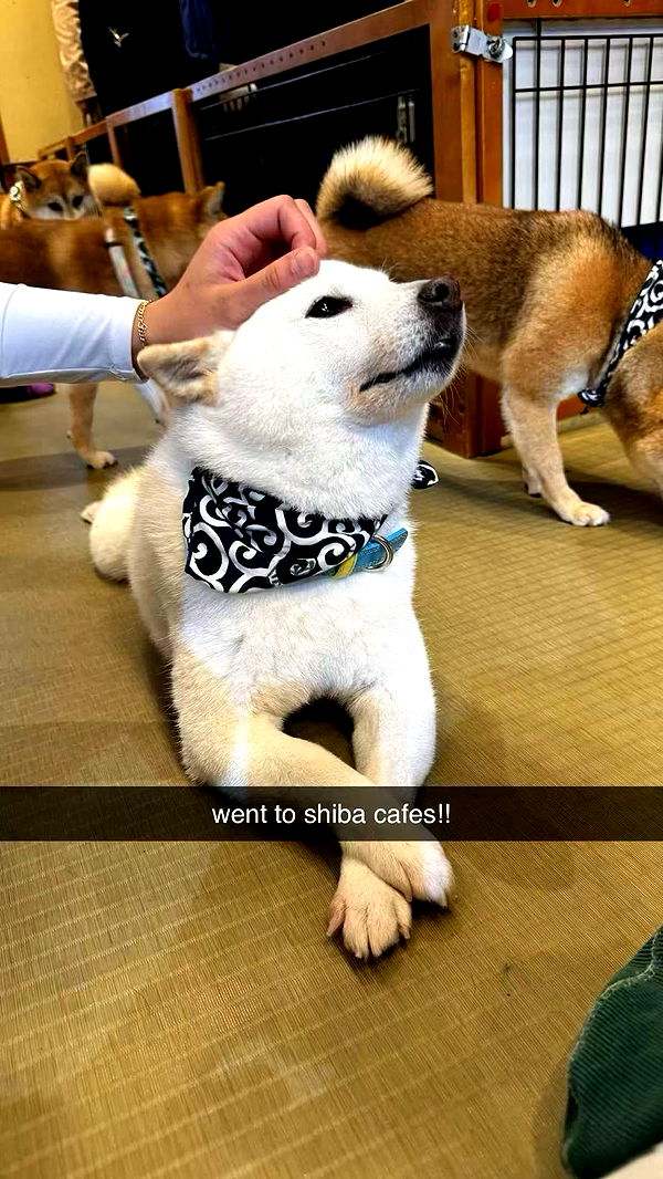 sophieraiin image ~ Altpins