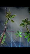 stefaniedra6 Altpins Profile Picture