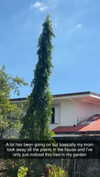 stefaniedra6 Altpins Profile Picture