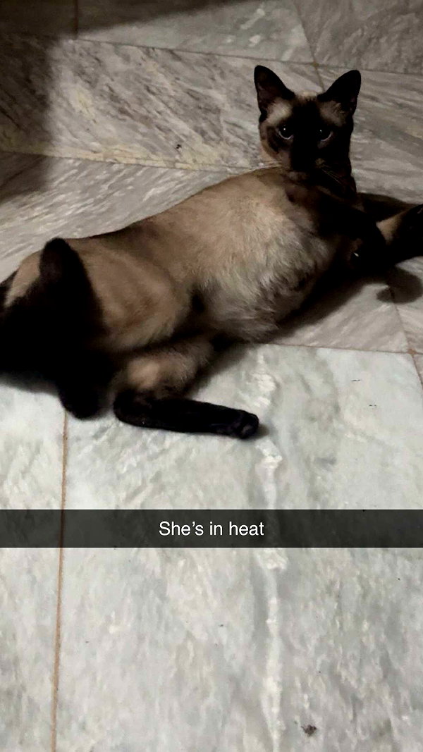 stefaniedra6 snapchat image archive image