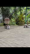stefaniedra6 Altpins Profile Picture