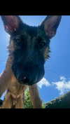 stefaniedra6 Altpins Profile Picture