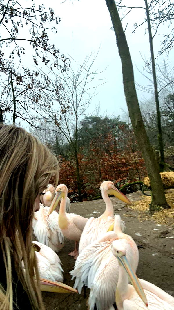 surfsterre image ~ Altpins