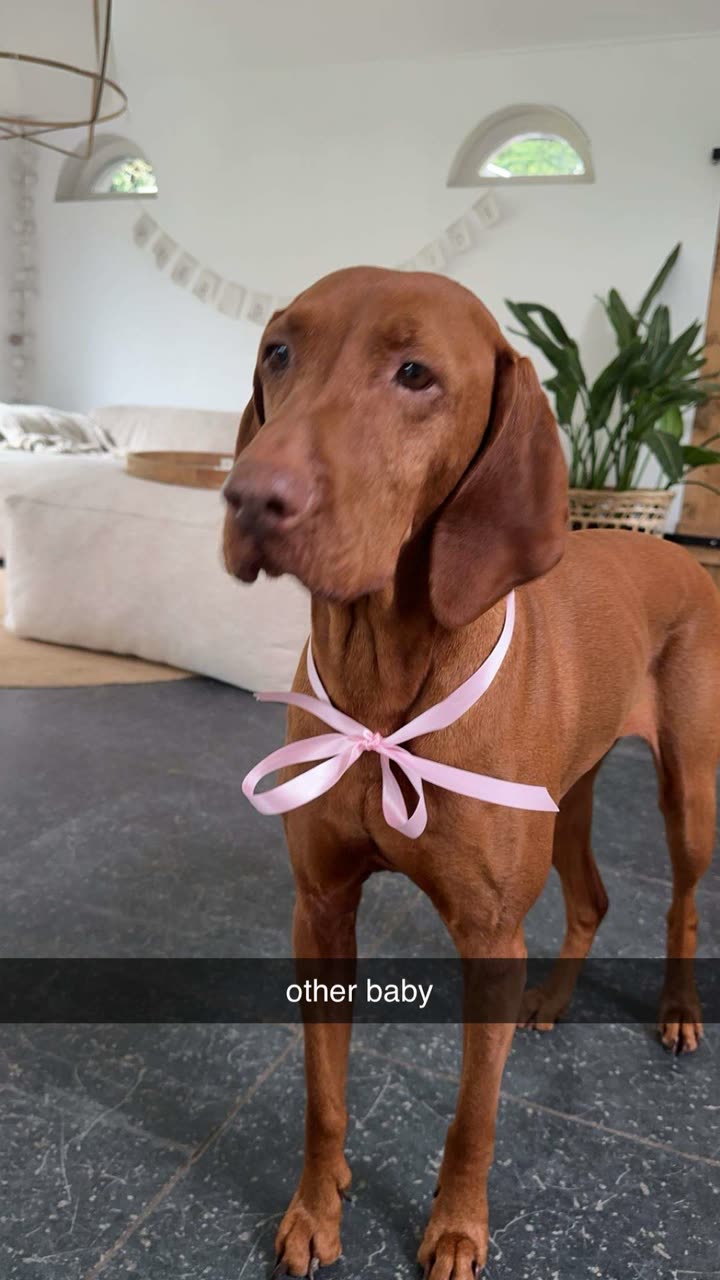 surfsterre snapchat image archive image