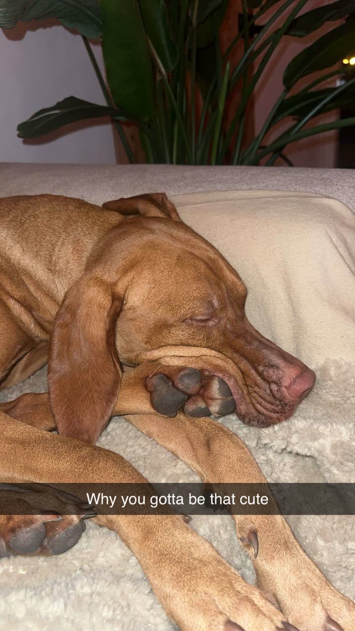 surfsterre snapchat image archive image