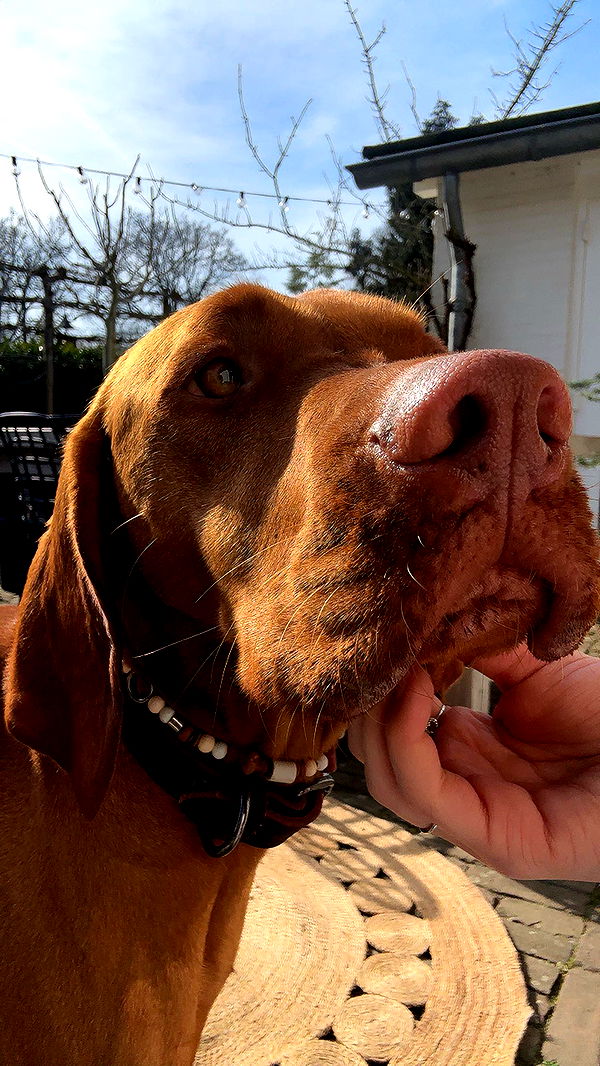 surfsterre image ~ Altpins