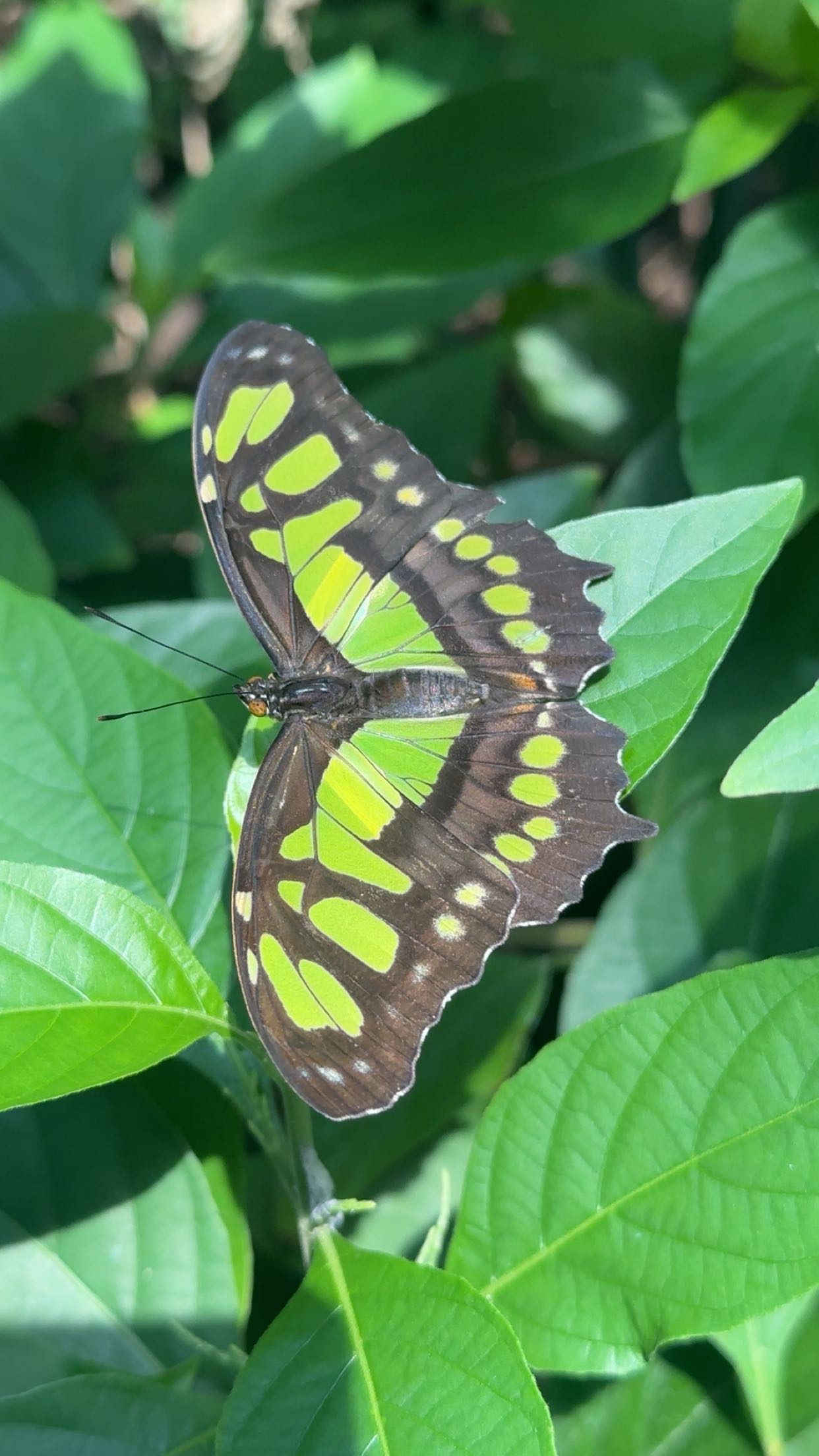 surfsterre snapchat image archive image