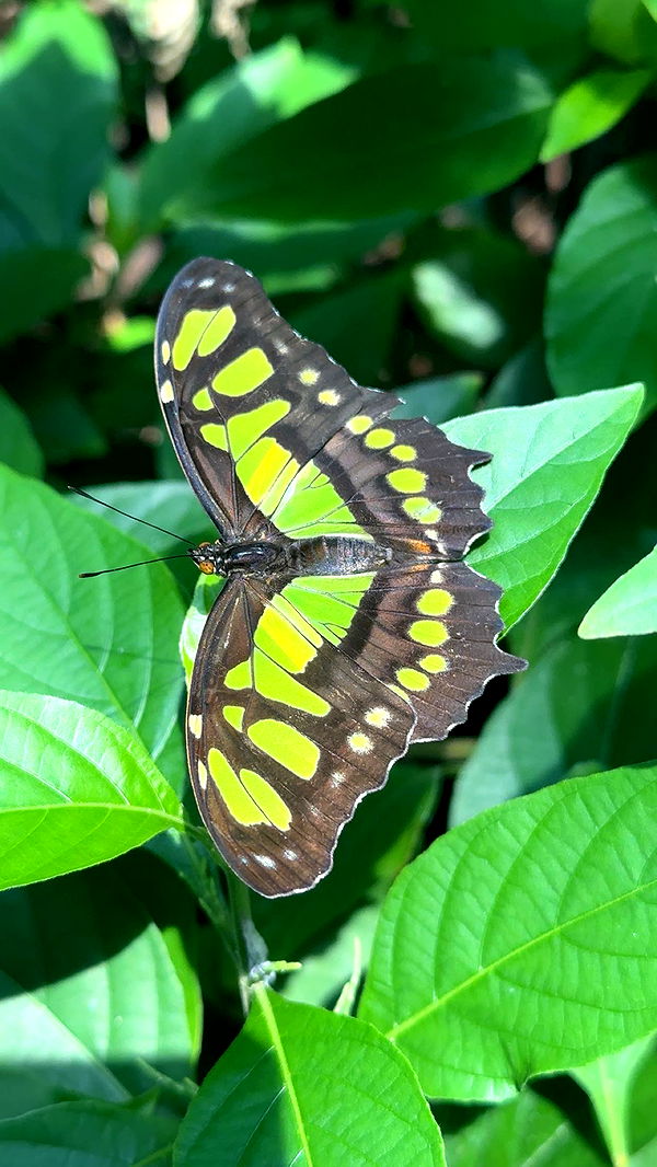 surfsterre image ~ Altpins