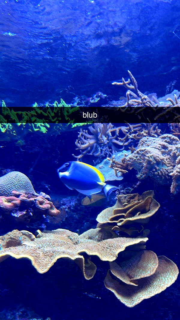 surfsterre image ~ Altpins