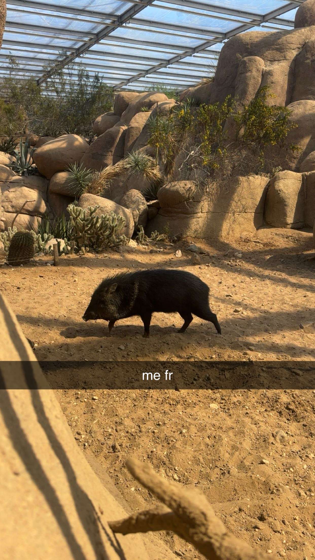 surfsterre snapchat image archive image