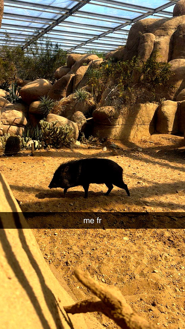 surfsterre image ~ Altpins