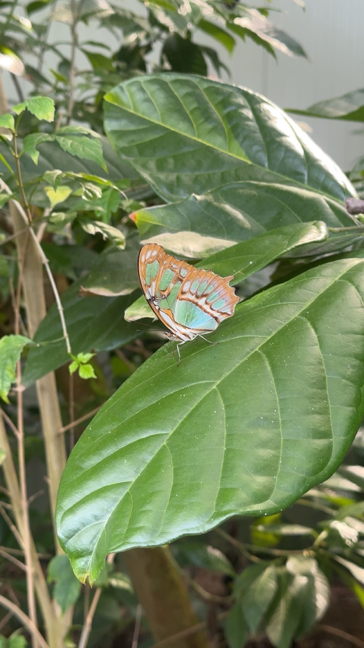 surfsterre snapchat image archive image