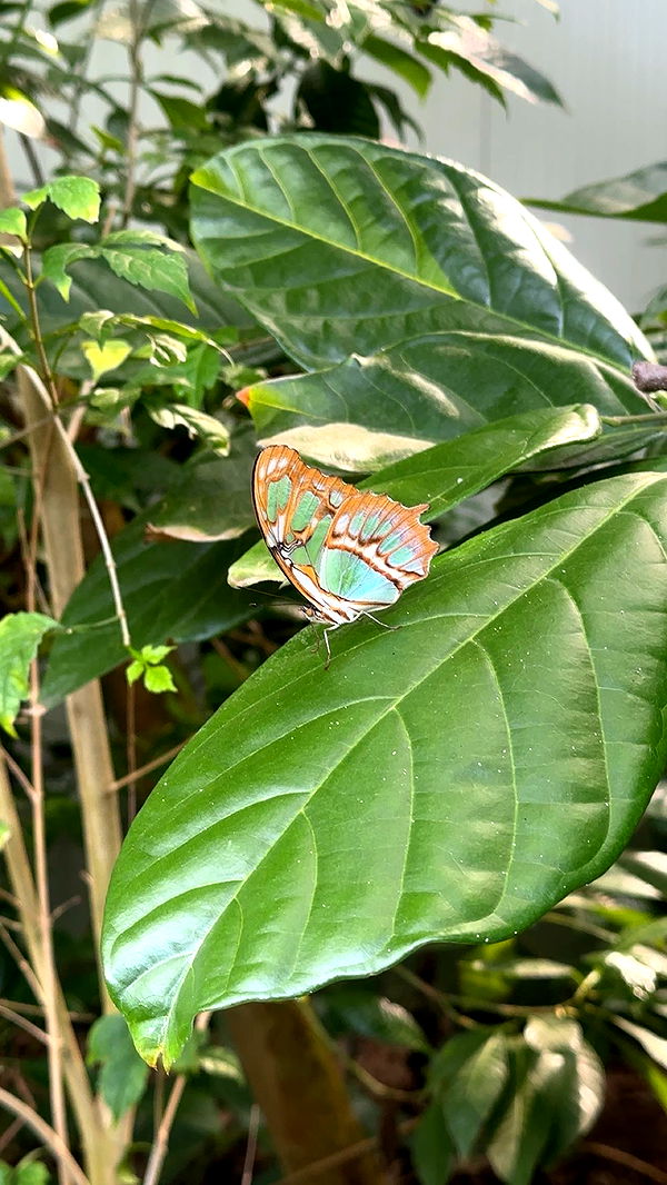 surfsterre image ~ Altpins