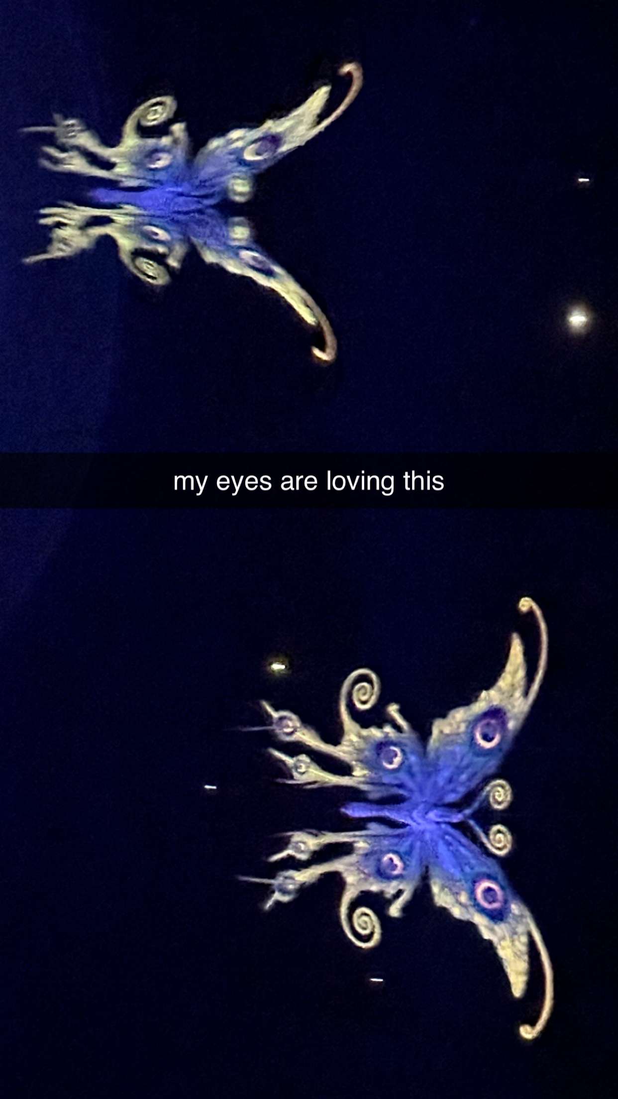 surfsterre snapchat image archive image