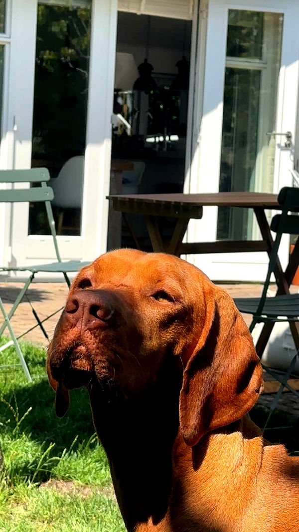 surfsterre image ~ Altpins