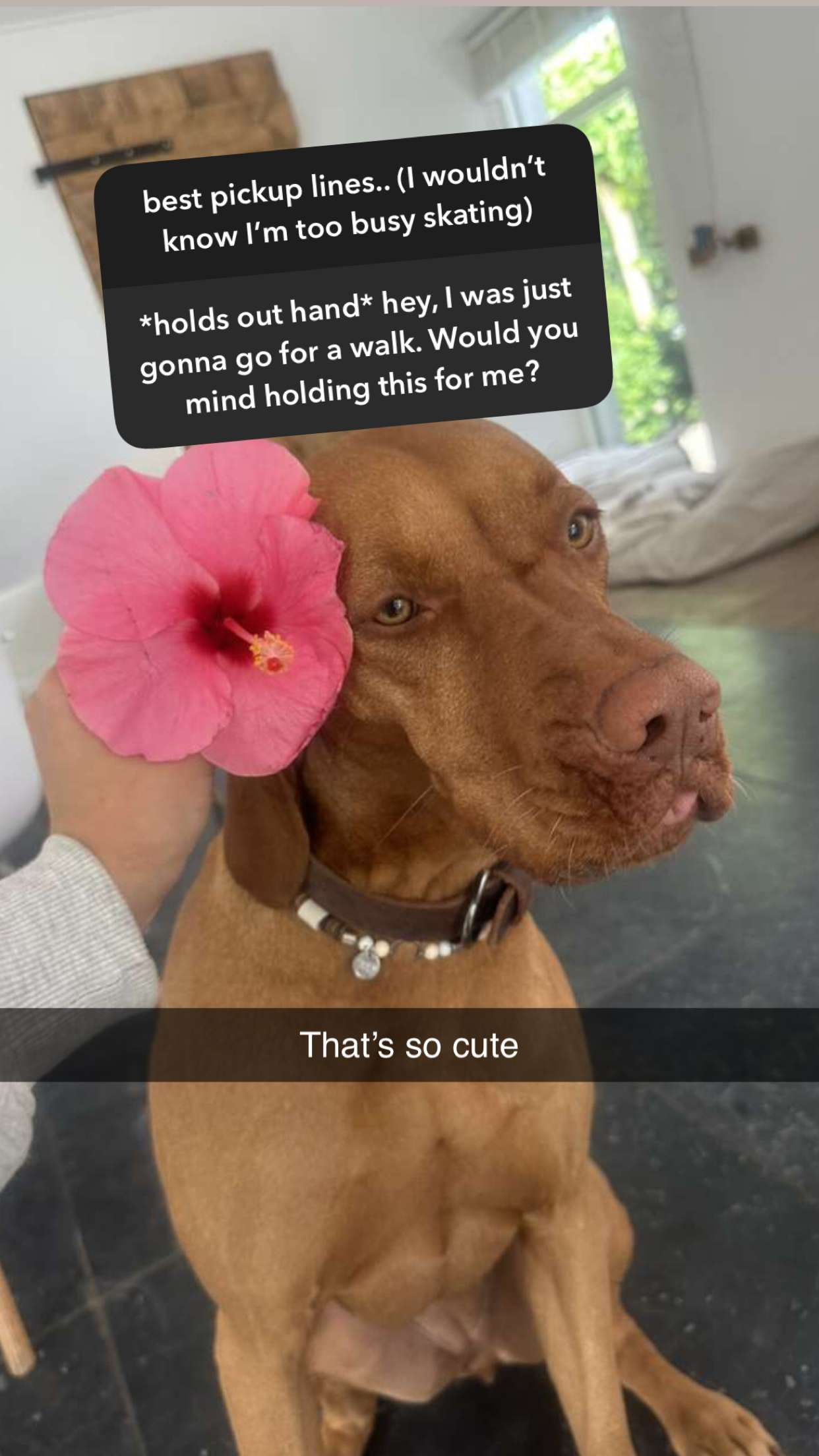 surfsterre snapchat image archive image