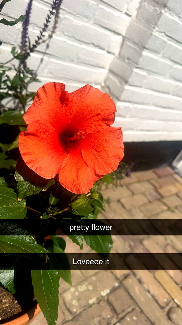 surfsterre image ~ Altpins