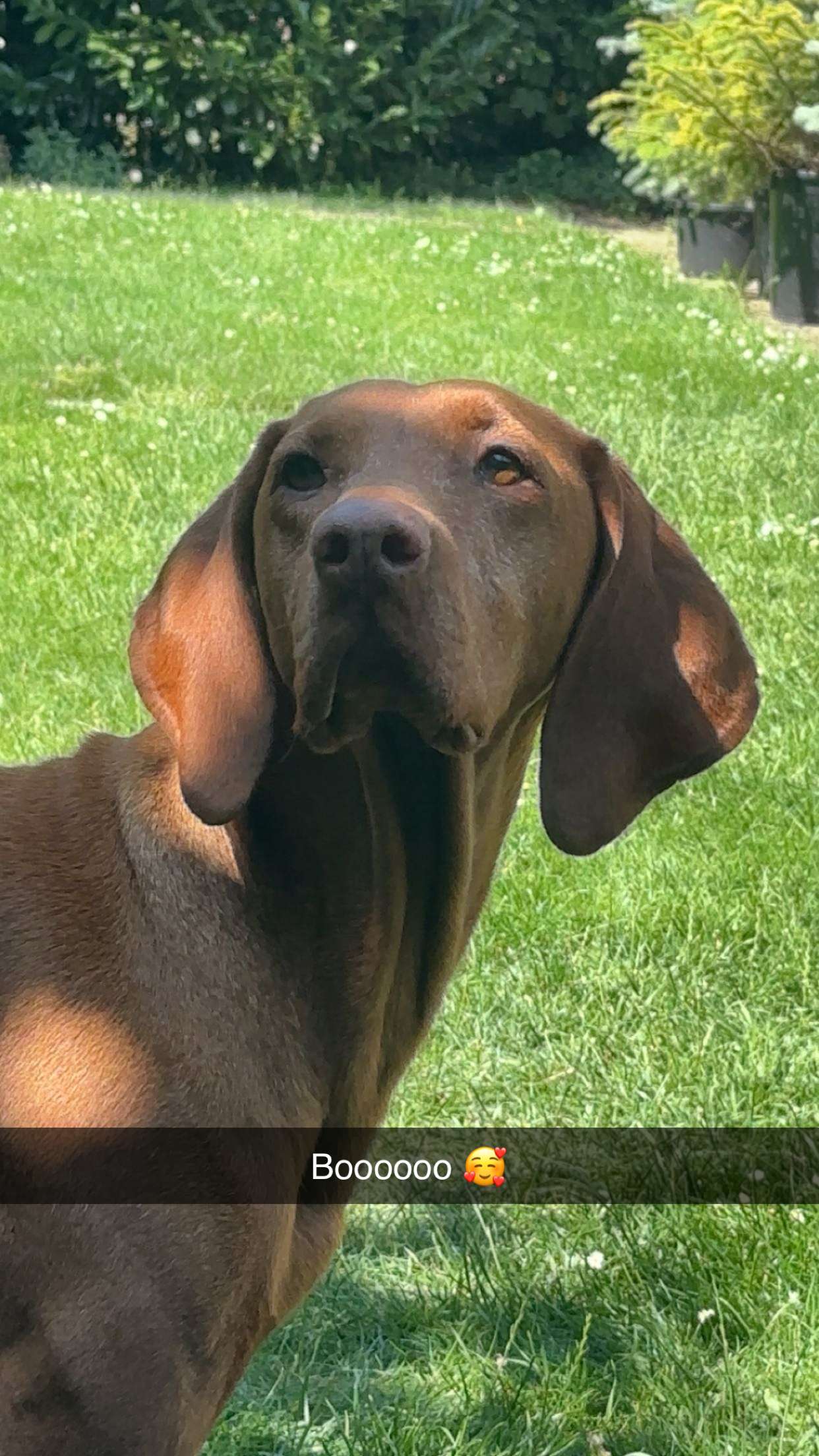 surfsterre snapchat image archive image