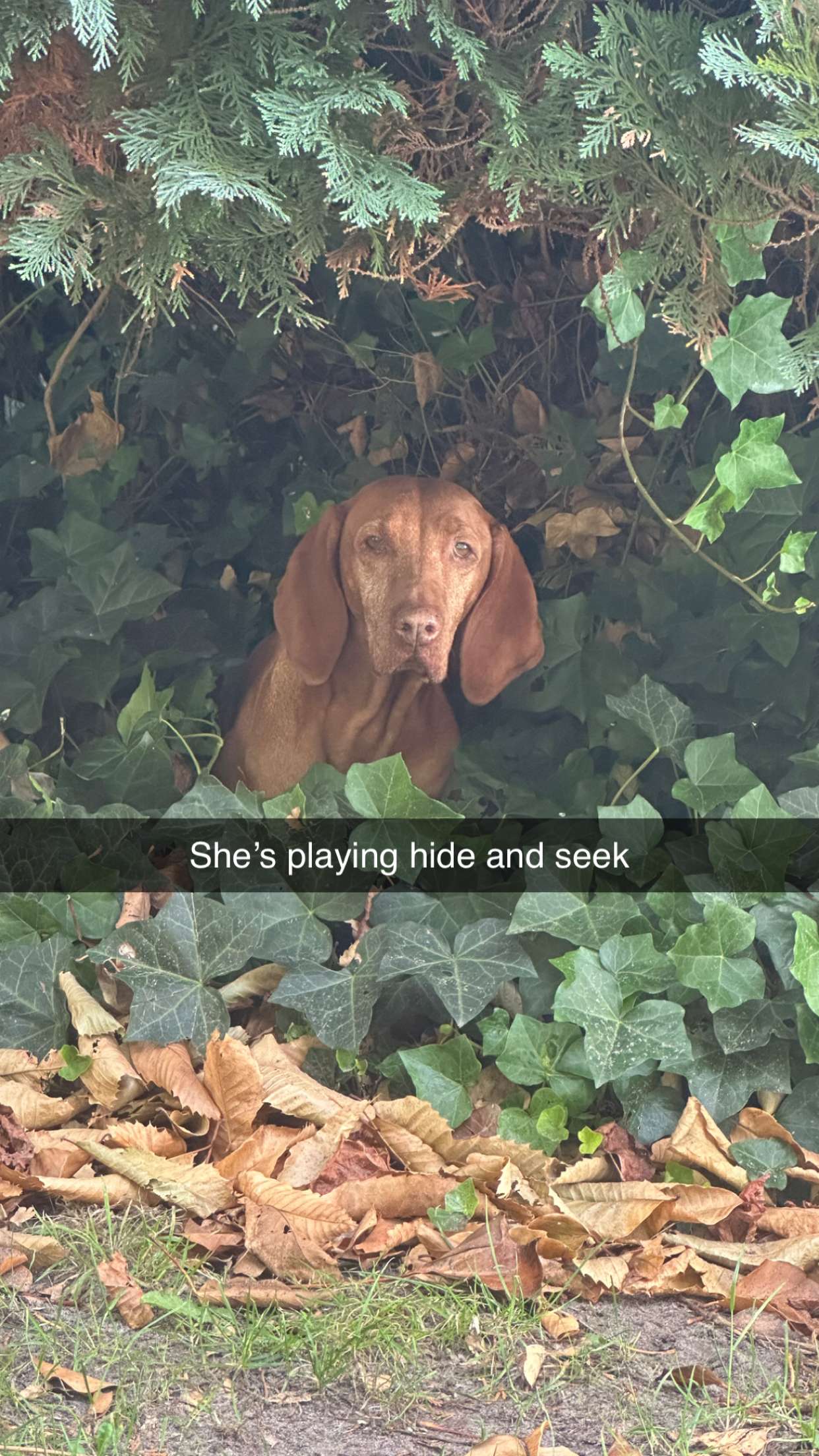 surfsterre snapchat image archive image