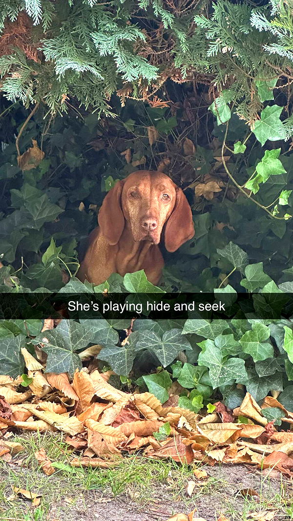 surfsterre image ~ Altpins