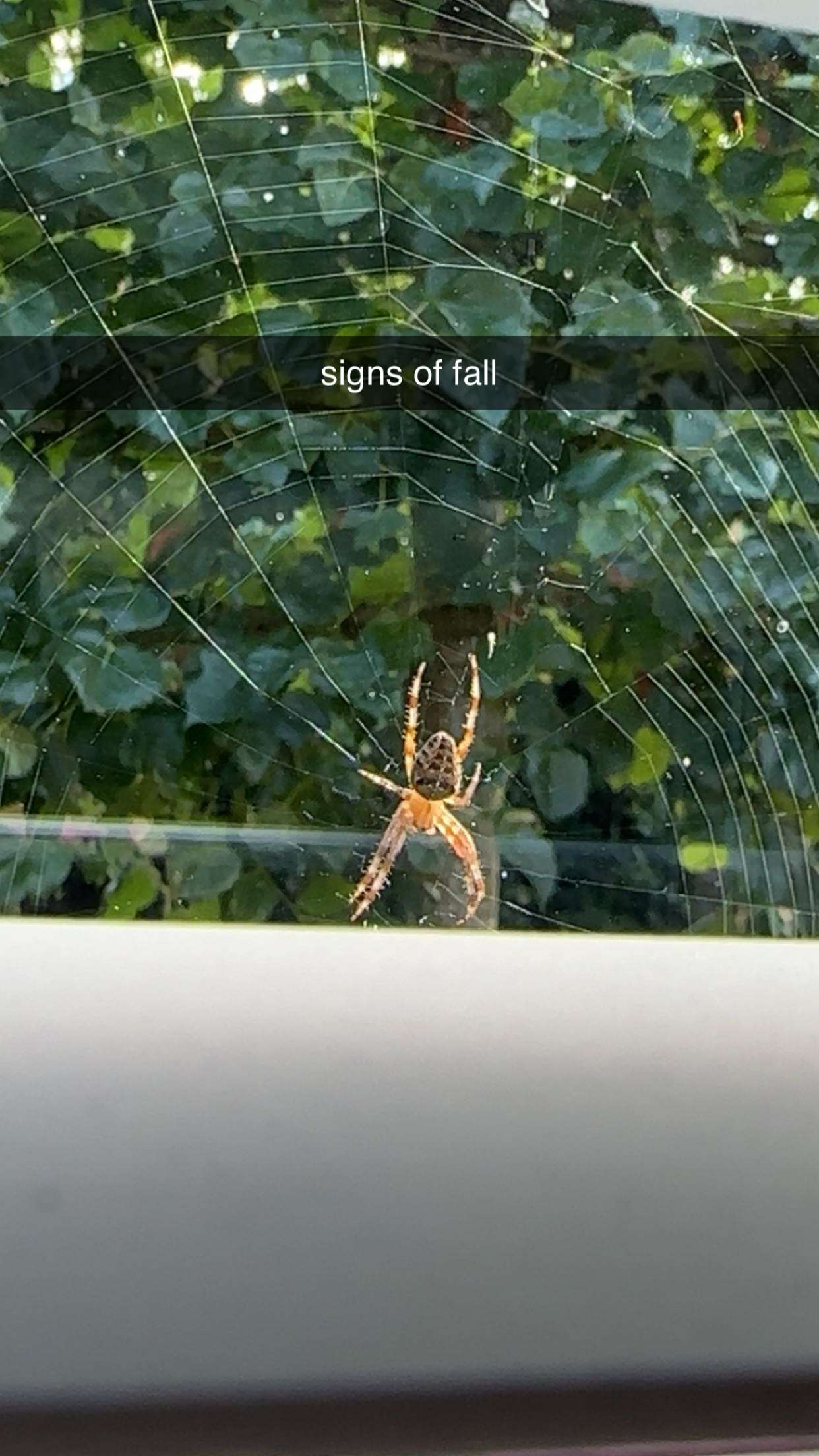 surfsterre snapchat image archive image