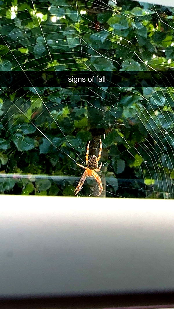 surfsterre image ~ Altpins