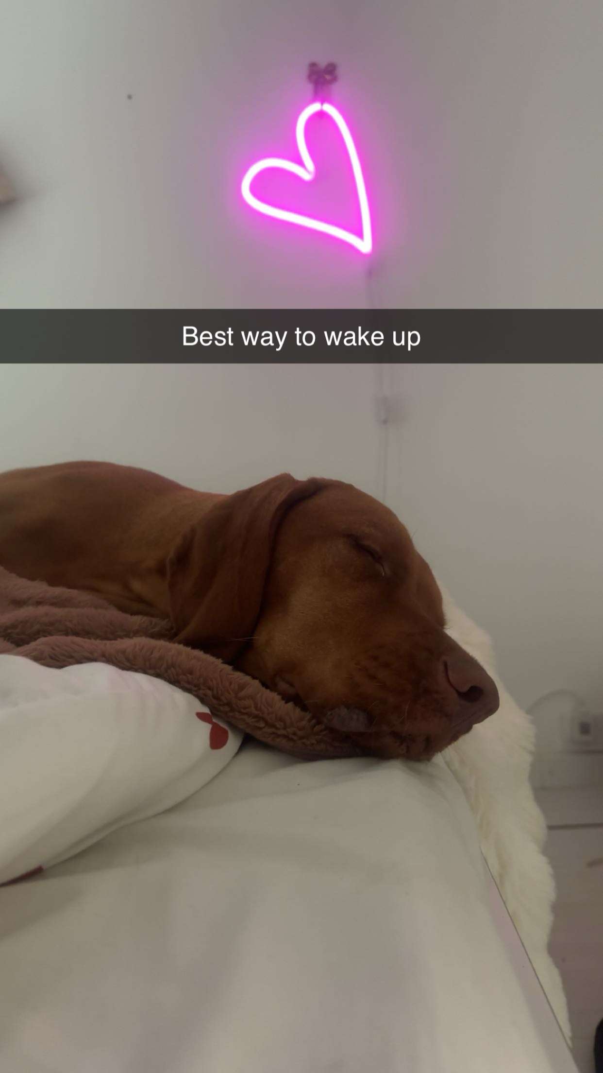 surfsterre snapchat image archive image