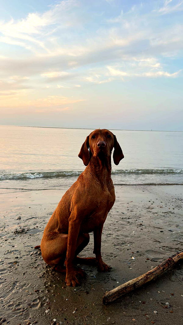 surfsterre image ~ Altpins