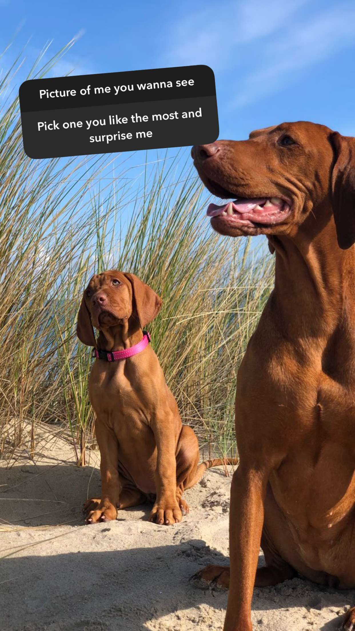 surfsterre snapchat image archive image