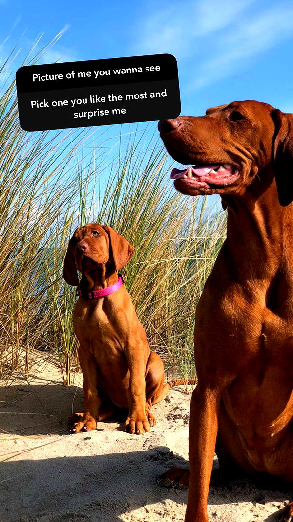 surfsterre image ~ Altpins