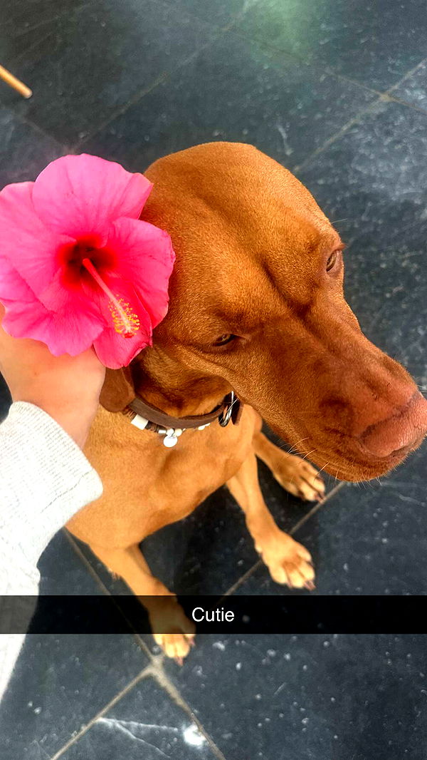 surfsterre image ~ Altpins