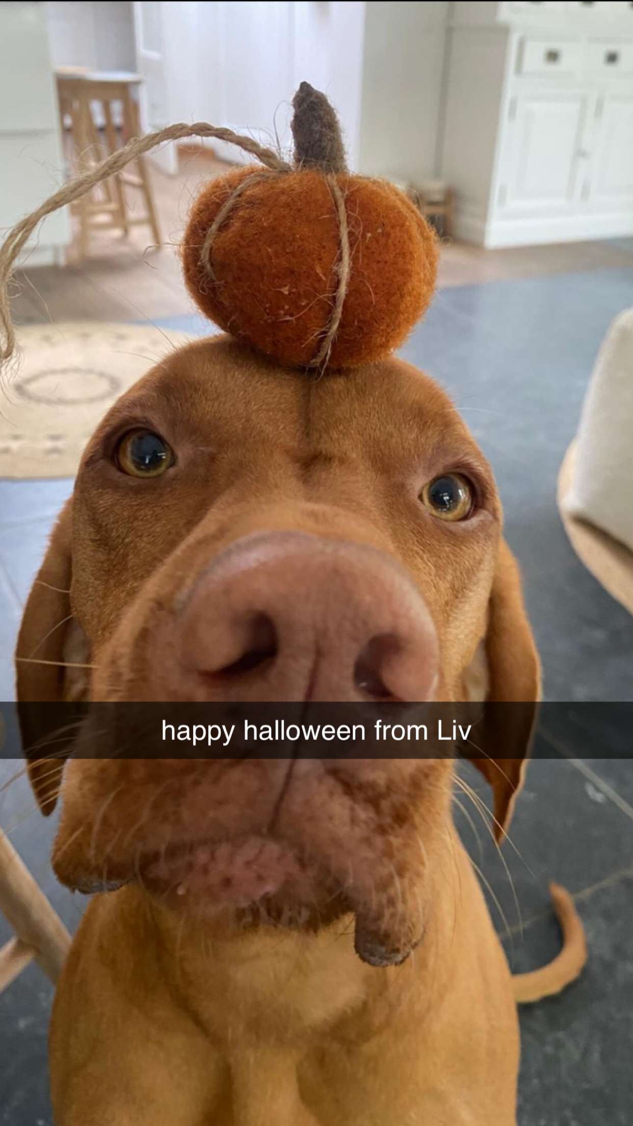 surfsterre snapchat image archive image