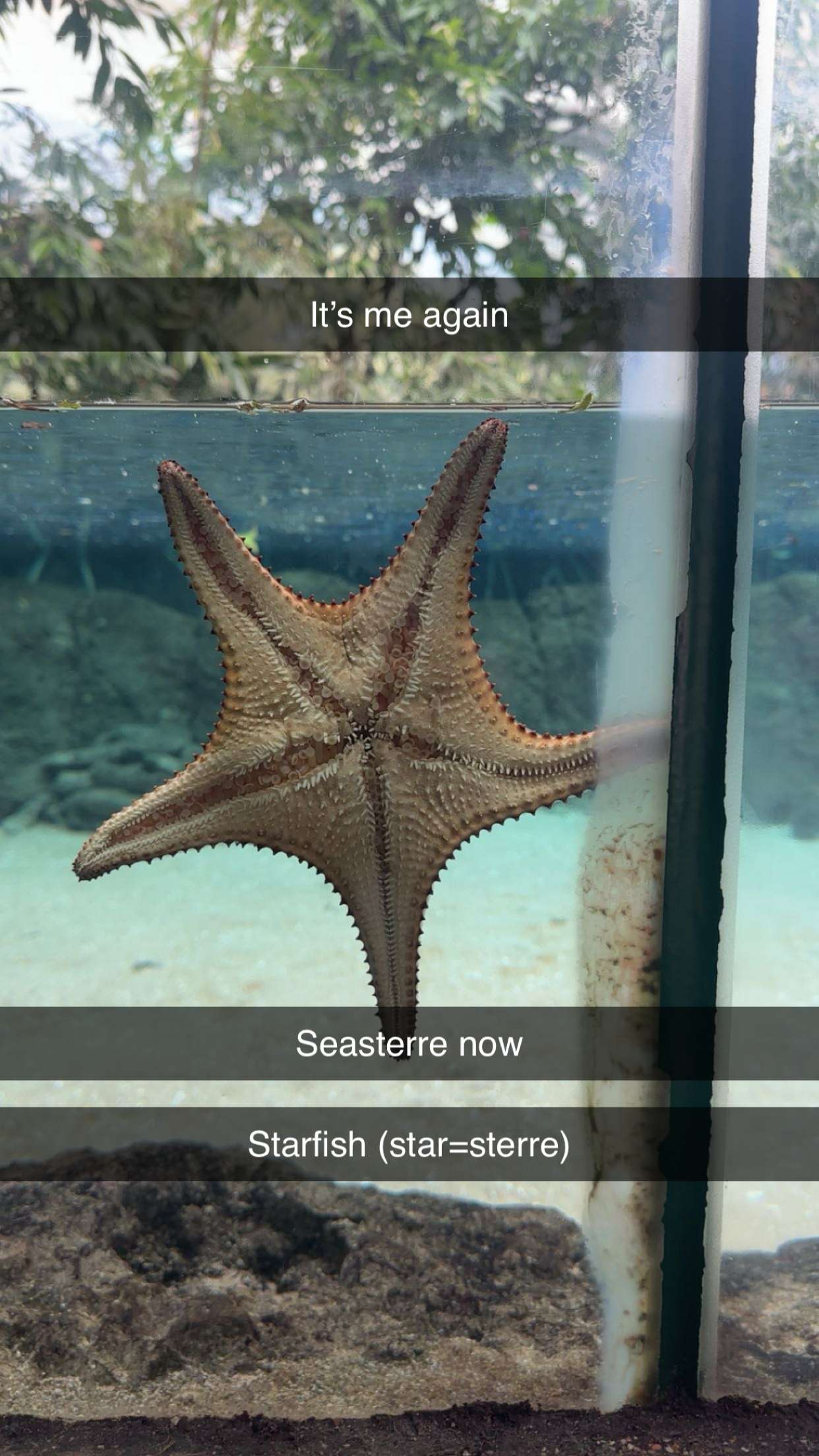 surfsterre snapchat image archive image