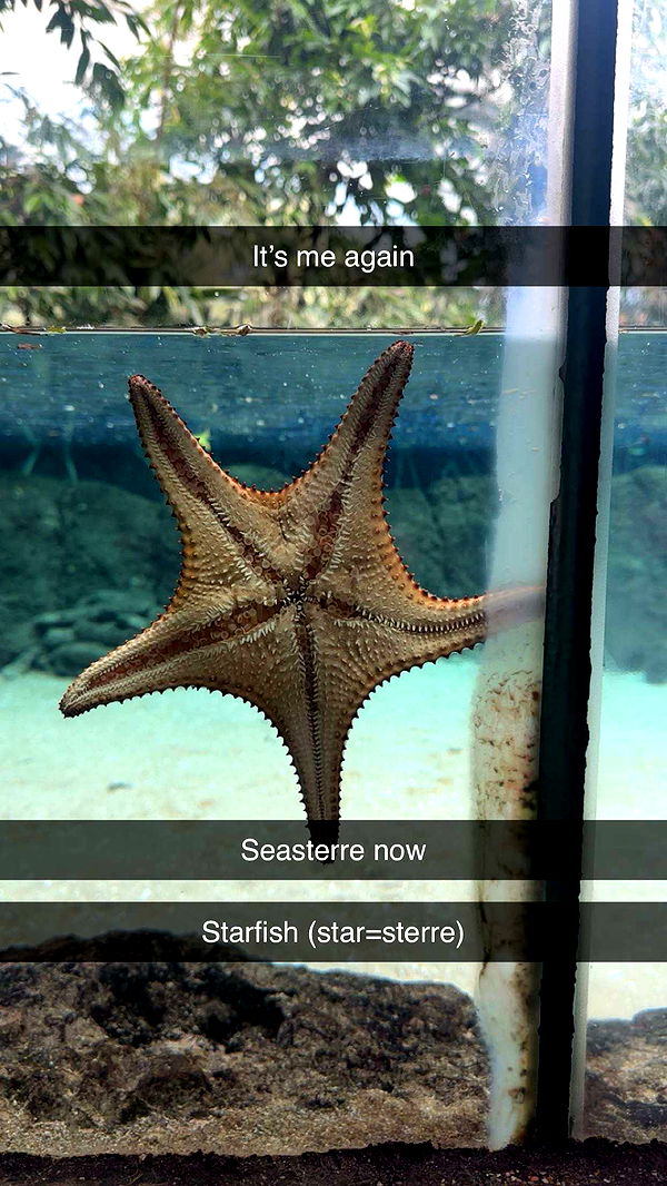 surfsterre image ~ Altpins