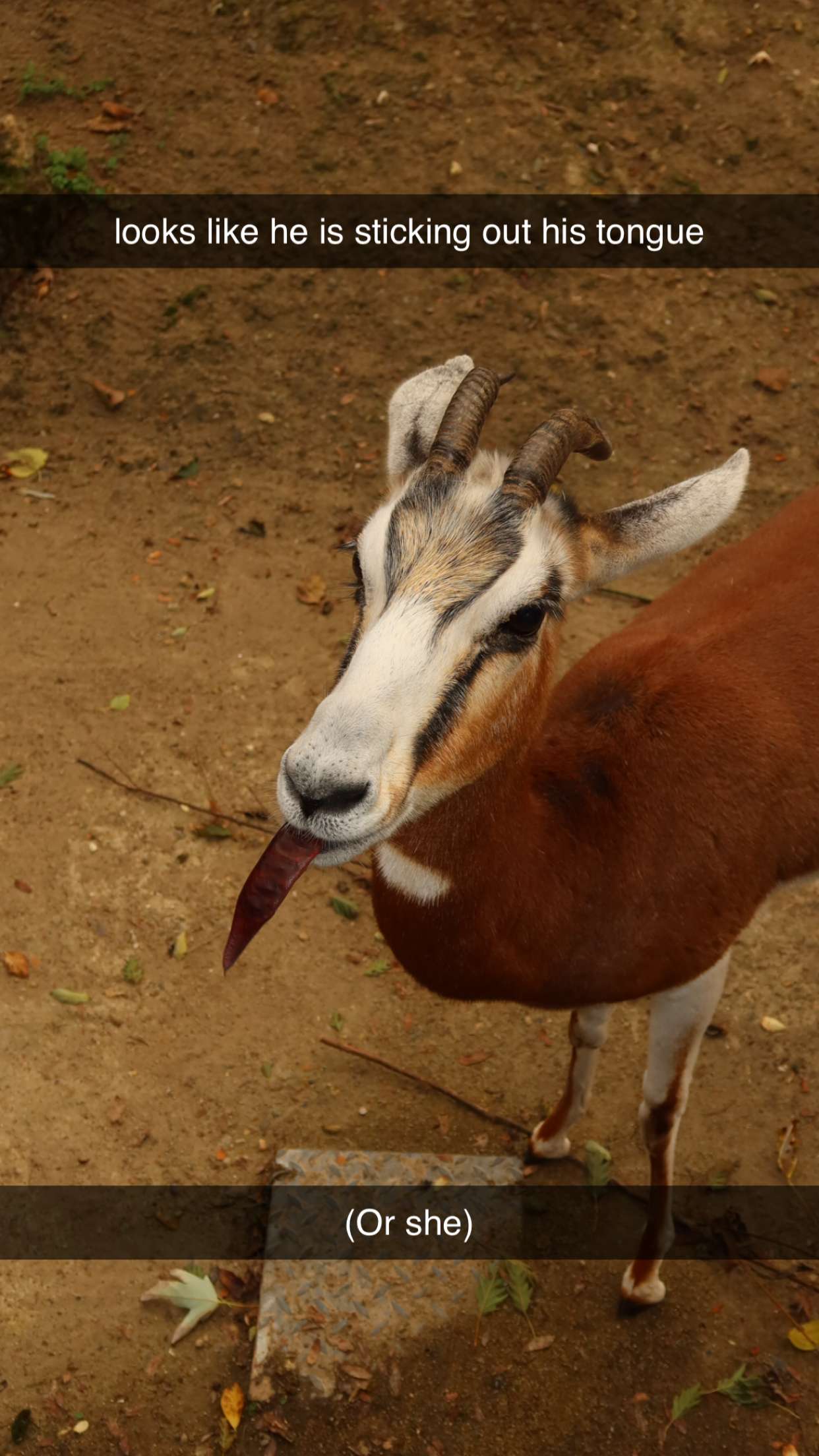 surfsterre snapchat image archive image