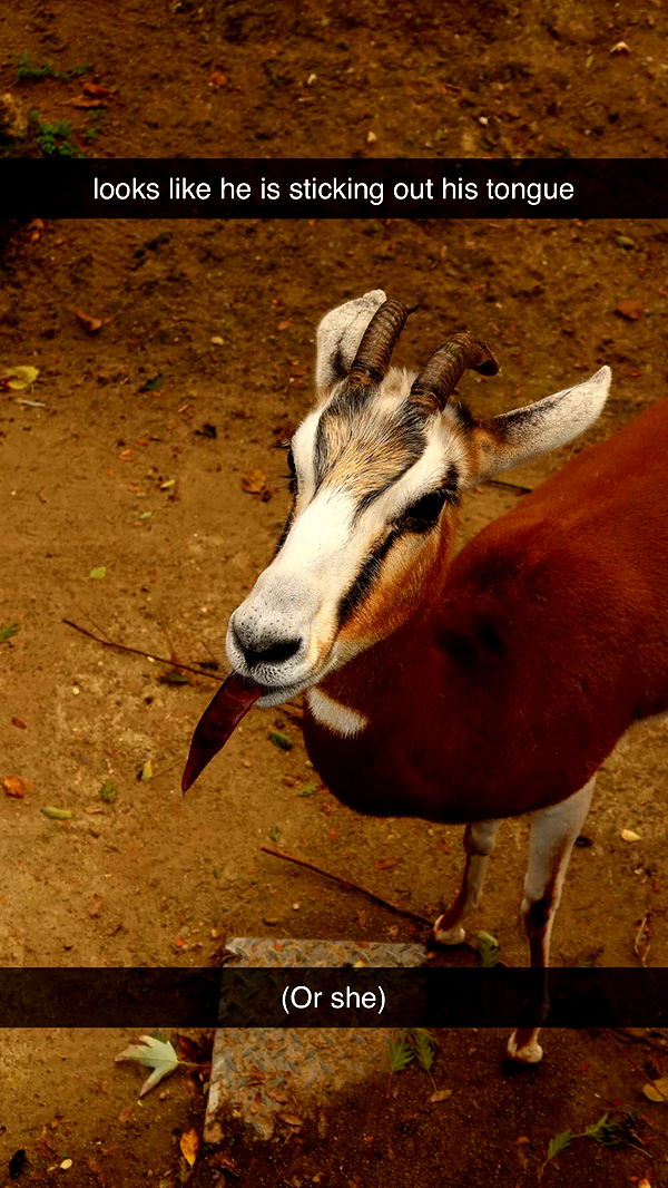 surfsterre image ~ Altpins