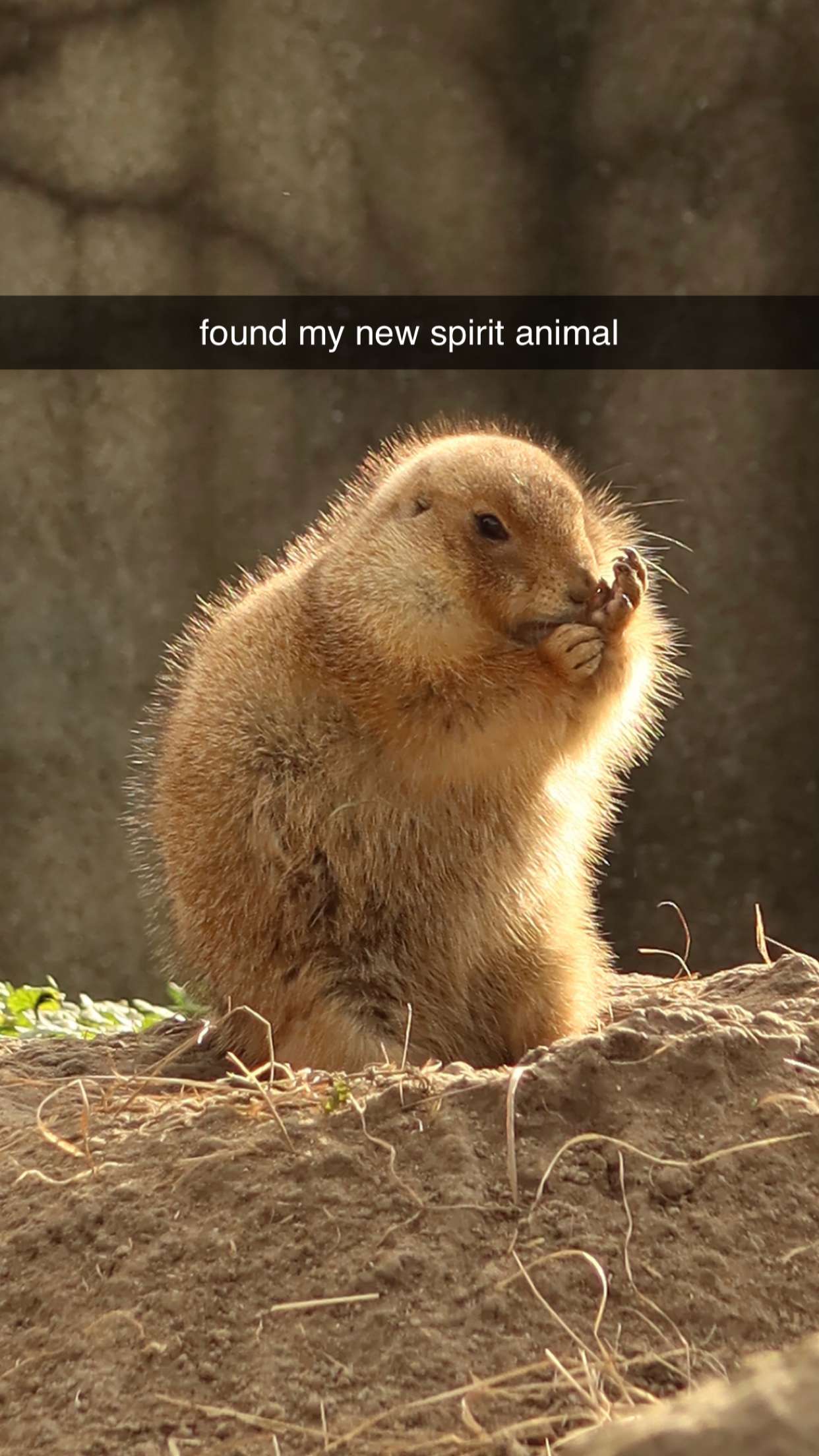 surfsterre snapchat image archive image