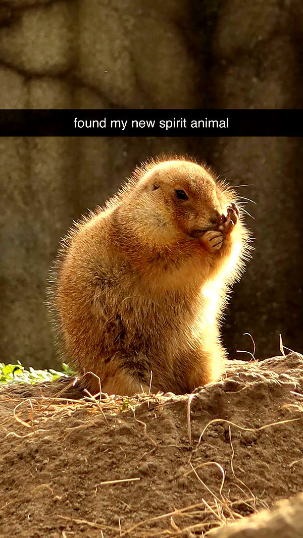 surfsterre image ~ Altpins