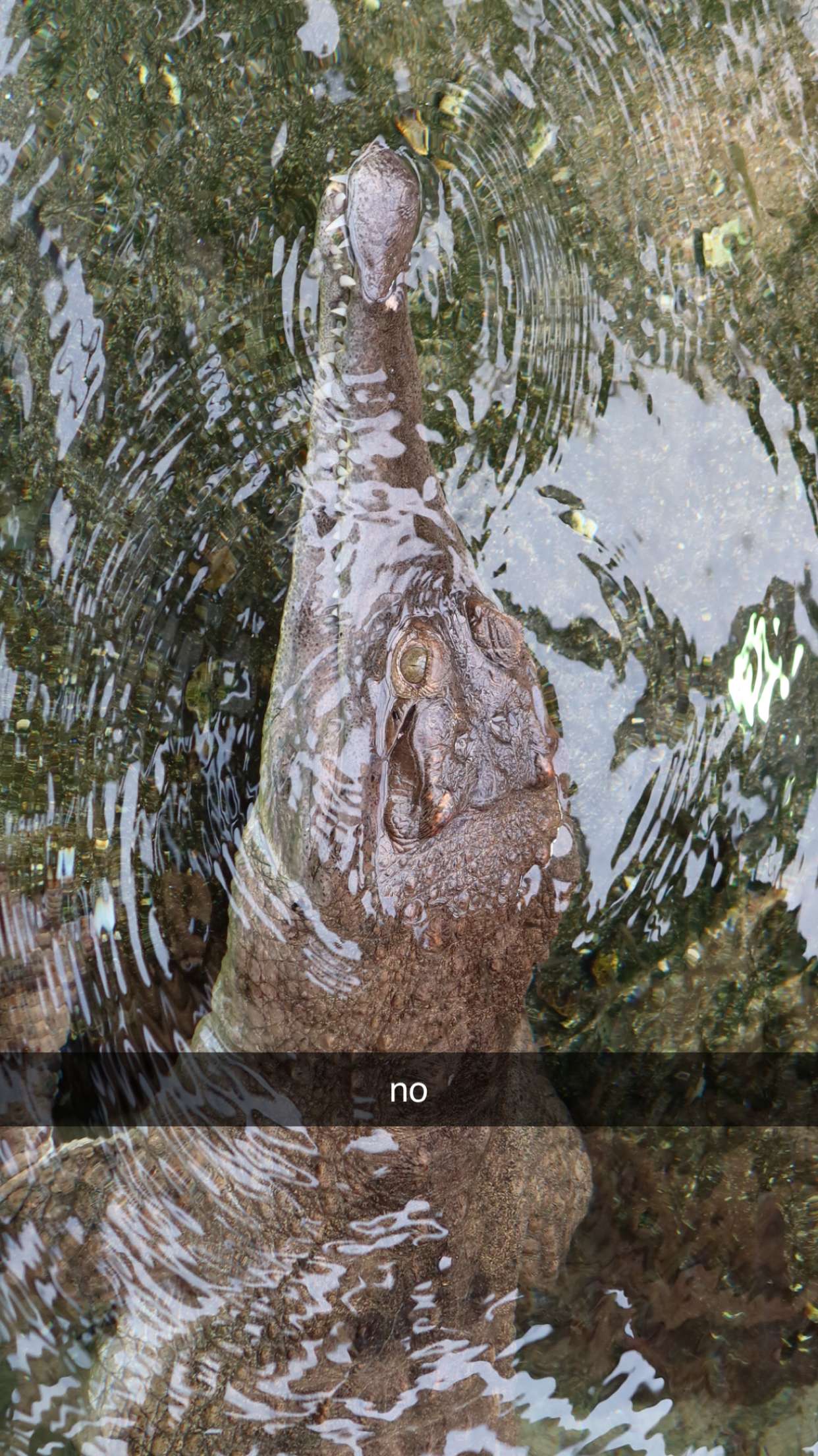 surfsterre snapchat image archive image