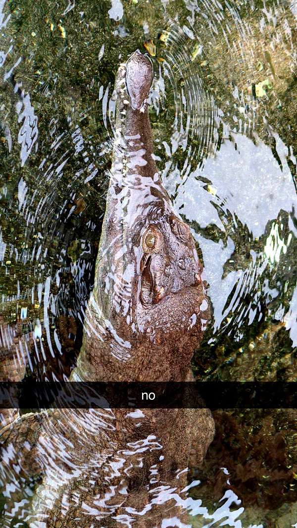 surfsterre image ~ Altpins