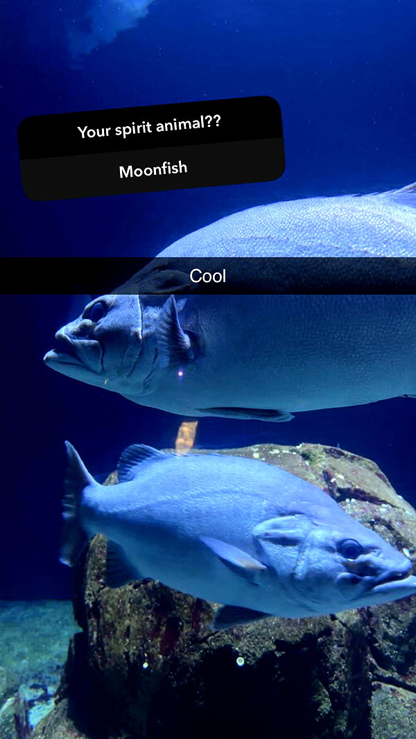 surfsterre image ~ Altpins