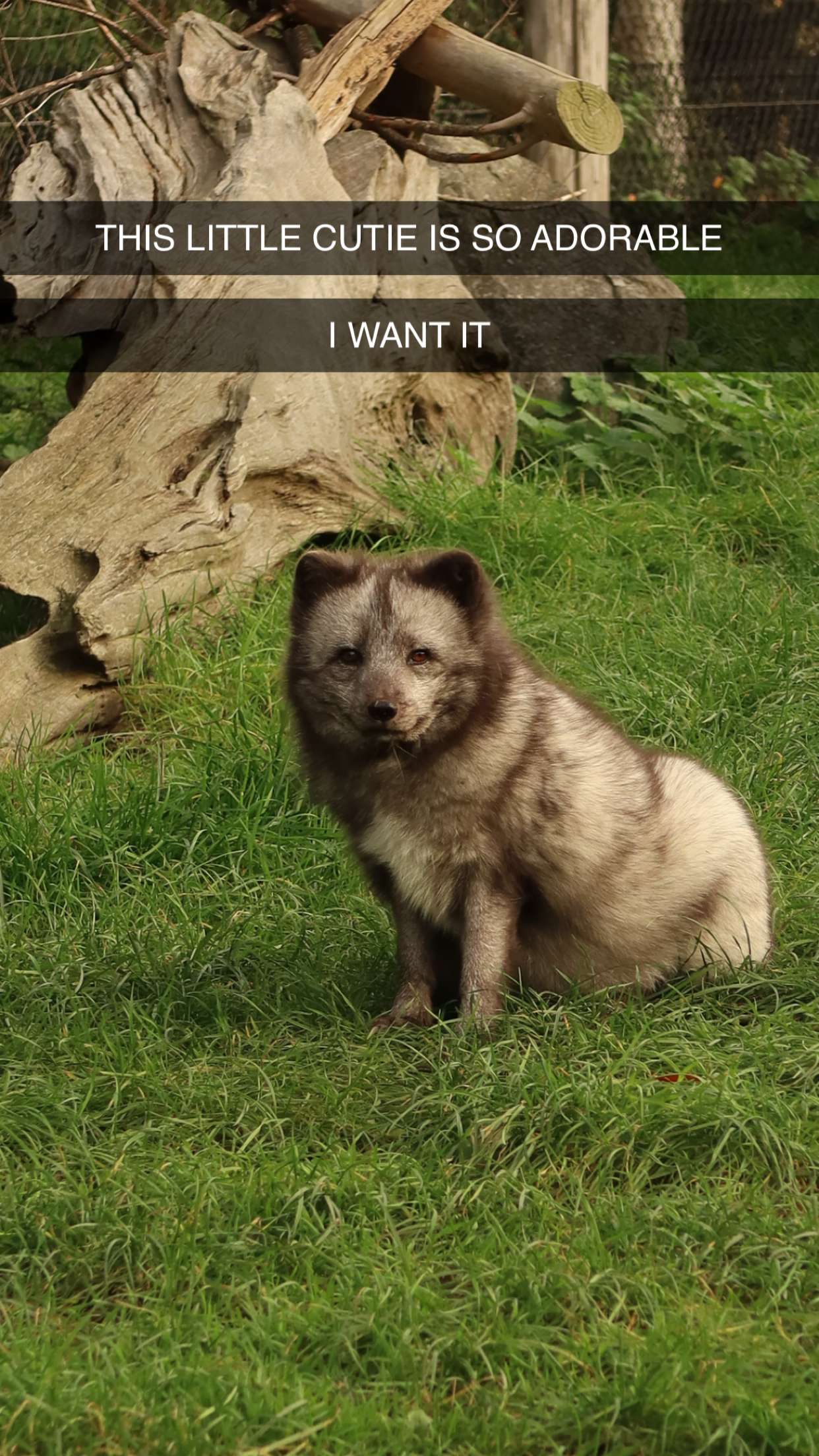 surfsterre snapchat image archive image